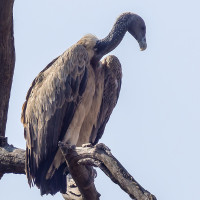 Indian Vulture